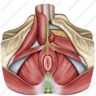 Median perineal raphe (raphe perinei)